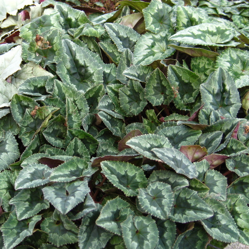 Cyclamen hederifolium